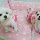 플러피하우스 이미지