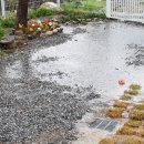 라온제나 이미지