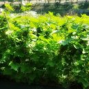 골든베리팜 이미지