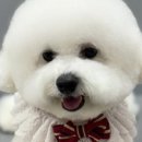 버블펫 | 장항동애견미용 버블펫 사진 알림이 편했던 후기