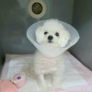 바른길동물병원 | 말티푸 암컷 강아지 중성화 수술 시기, 애견이 자꾸 물건을 물어뜯어요[용인 분당동물병원]