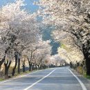 흰눈이 흩날리듯 아름다운 벚꽃 길 이미지