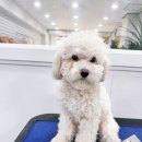 댕스타일 이미지