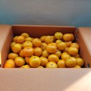 향노지 | 🍊 산지직송 제주 노지 극조생 감귤