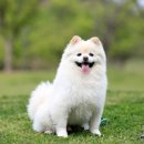 오수 펫 추모공원 이미지