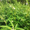 행운농장 이미지