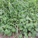 가좌농장 이미지