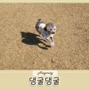 댕굴댕굴 이미지