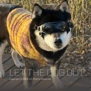 디오 동물병원 | LTDO 강아지고글 시바견 실사용한 솔직후기