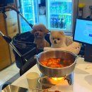 걸작떡볶이치킨 | 양주 실내 애견동반 가능한 고암동 맛집 걸작떡볶이 치킨 방문 후기