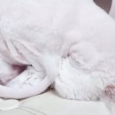 미용하냥 이미지