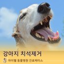 아이웰 동물의료센터 이미지