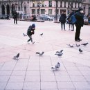 비둘기모사 이미지