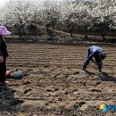 들에핀 매화 이미지