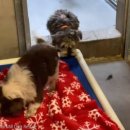 포근하개 이미지