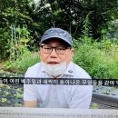 배추 벼룩벌레 퇴치 방법 이미지