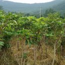 정병석농장 이미지