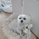 견생원 이미지