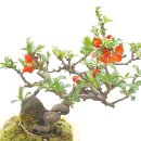 그린피아 이미지