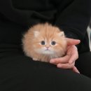 왕발고양이 이미지