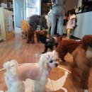 놀아줄개 이미지