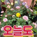 기분좋은하루