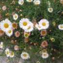 원평1로 이미지