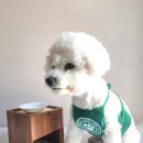 반려식탁 | 강아지 밥그릇 높이 원목 핸드메이드 식탁