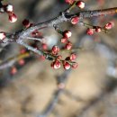 봄강아지 이미지