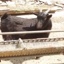 내장산 흑염소농장 이미지