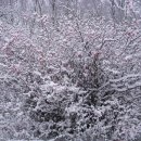 하얀천국 이미지