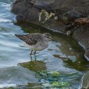 찌르레기 화장실 이미지