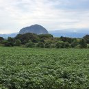 2025.10.15. 알뜨르 비행장 이미지