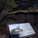 신선대 입구 임도 | 금강산 신선대 일출 산행 후기, 신선대 등산 코스 추천, 소요시간, 난이도 - "동해바다와 설악산 울산...