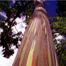 화려한 무지개 색깔 나무, 레인보우 유칼립투스 이미지