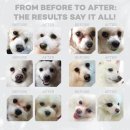 미르동물병원 | 강아지 눈물자국 고민 끝! 눈물사료 네이쳐스프로텍션 화이트도그 (어덜트/주니어) 양산미르동물병원