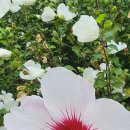 오천그린광장 이미지