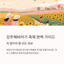 부남버스터미널 | 2025 강주해바라기 축제, 주차부터 입장료·가야할 시간까지 꿀팁 총정리