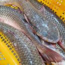 신안홍어 이미지