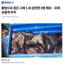 [연합뉴스] 불법으로 잡은 고래 1.4t 운반한 3명 체포…포획·유통책 추적 이미지