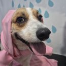 어썸강아지호텔 & 목욕 이미지