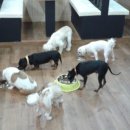 쁘띠시앙 이미지