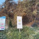 강아지천국 | 남양주 애견카페 바닐라브릭 강아지들 천국에 다녀온 내돈내산 후기