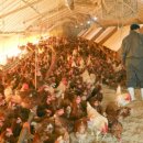 신선농장 이미지