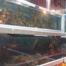 홍포차 - 예산군 벚꽃로155번길 18-4 | 홍포차