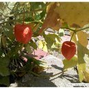 경언농장 | 울레미 원예치료 이게 뭘까요 ?