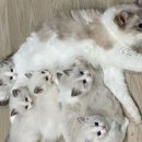 꾹꾹이 하는 고양이(kneading cats) 네이버블로그