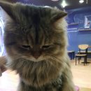 다락방고양이 이미지