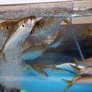 서민회도매 이미지