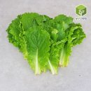 상추 - 경산시 | 상추